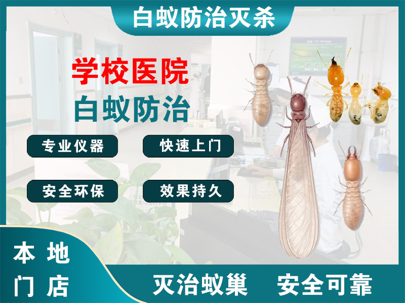 临安区学校医院白蚁防治