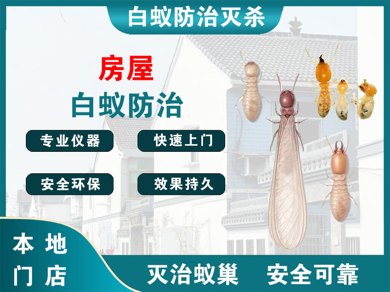 临安区房屋白蚁防治